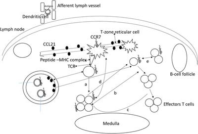 The Multi-Functional Roles of <mark class="highlighted">CCR7</mark> in Human Immunology and as a Promising Therapeutic Target for Cancer Therapeutics